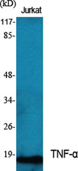 TNF-α Polyclonal Antibody
