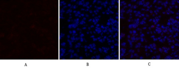 TGFβ1 Polyclonal Antibody