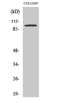 Synphilin-1 Polyclonal Antibody