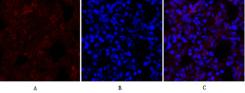 Synapsin I Polyclonal Antibody