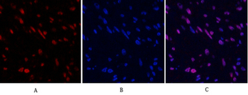 Stat3 Polyclonal Antibody
