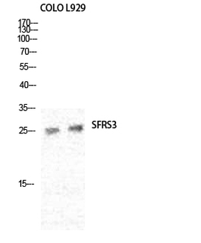 SRp20 Polyclonal Antibody