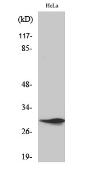 Spindlin-1 Polyclonal Antibody
