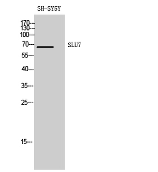 SLU7 Polyclonal Antibody