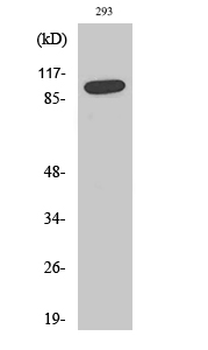 SAPAP1 Polyclonal Antibody