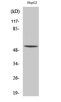 RXRγ Polyclonal Antibody