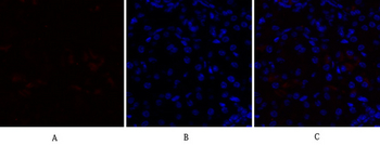 PPAR-α Polyclonal Antibody