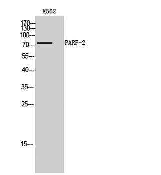 PARP-2 Polyclonal Antibody