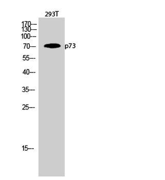 p73 Polyclonal Antibody