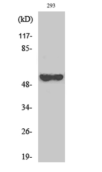 p53 Polyclonal Antibody