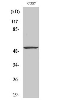 p53 Polyclonal Antibody