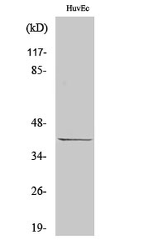 p39 Polyclonal Antibody