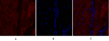 OPG Polyclonal Antibody