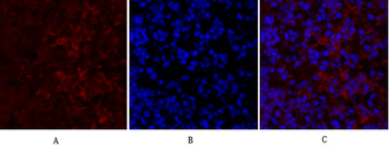OPG Polyclonal Antibody