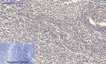 OPG Polyclonal Antibody