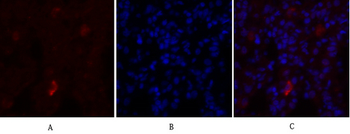 NOS3 Polyclonal Antibody