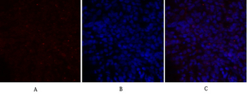 NOS3 Polyclonal Antibody