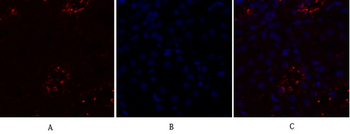 NOS3 Polyclonal Antibody