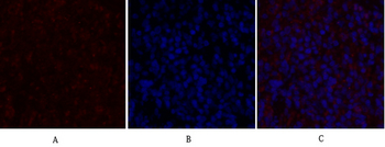 NOS3 Polyclonal Antibody
