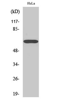 NFκB-p65 Polyclonal Antibody