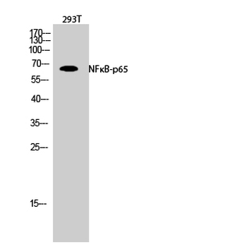 NFκB-p65 Polyclonal Antibody