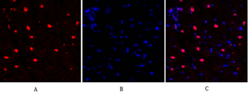 NFκB-p105/p50 Polyclonal Antibody