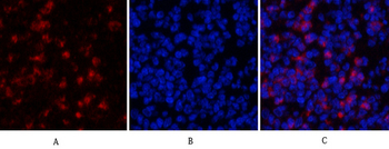 MyD88 Polyclonal Antibody