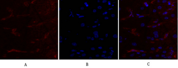 mTOR Polyclonal Antibody