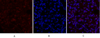 mTOR Polyclonal Antibody