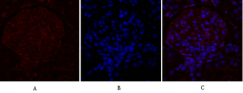 mTOR Polyclonal Antibody