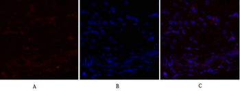 mTOR Polyclonal Antibody