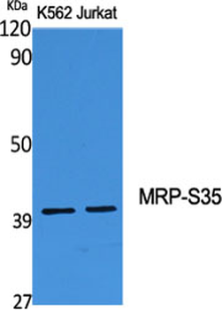 MRP-S35 Polyclonal Antibody