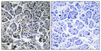 Mob3C Polyclonal Antibody