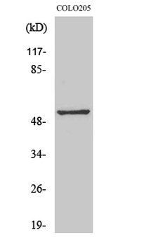 Melanopsin Polyclonal Antibody