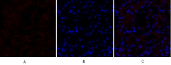 Lamin B1 Polyclonal Antibody