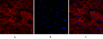 Lamin A/C Polyclonal Antibody