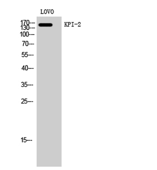 KPI-2 Polyclonal Antibody