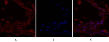 IRS-1 Polyclonal Antibody