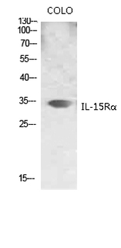 IL-15Rα Polyclonal Antibody