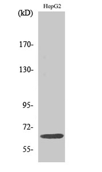 IL-10Rα Polyclonal Antibody