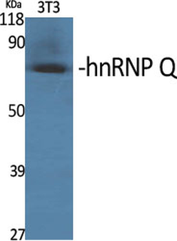 hnRNP Q Polyclonal Antibody