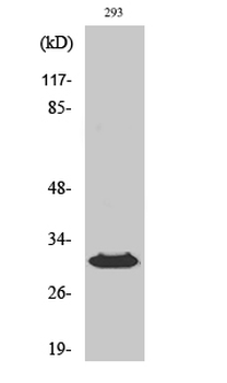 HLA-DOβ Polyclonal Antibody