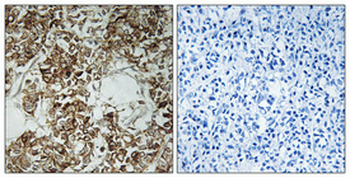 HLA-DOα Polyclonal Antibody