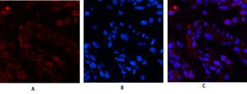 Histone H3 Polyclonal Antibody