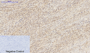 Histone H3 Polyclonal Antibody