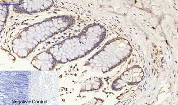 Histone H3 Polyclonal Antibody