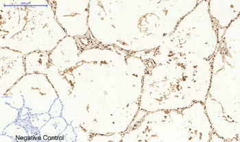 Histone H3 Polyclonal Antibody