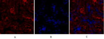 GSK3β Polyclonal Antibody