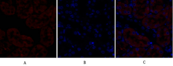 GSK3β Polyclonal Antibody