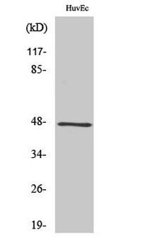GRIN2 Polyclonal Antibody